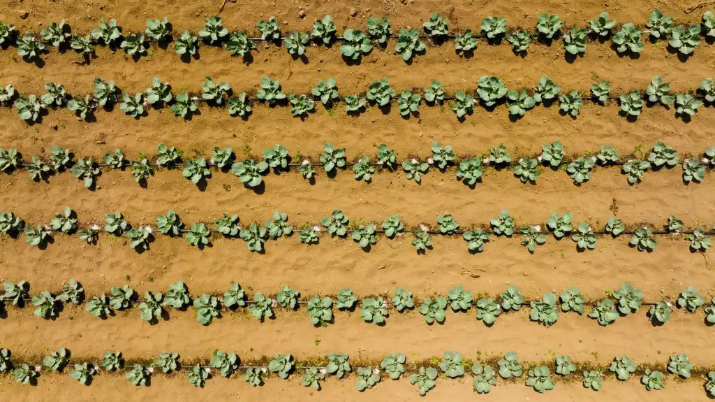 清远有机种植技术集成方案在特色农产品开发中的应用实践