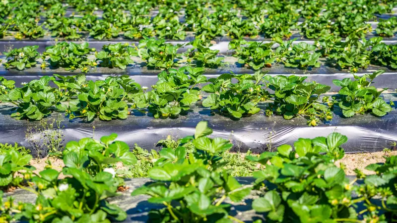 基于农业科技推广的柠檬种植质量管控要点及实施路径