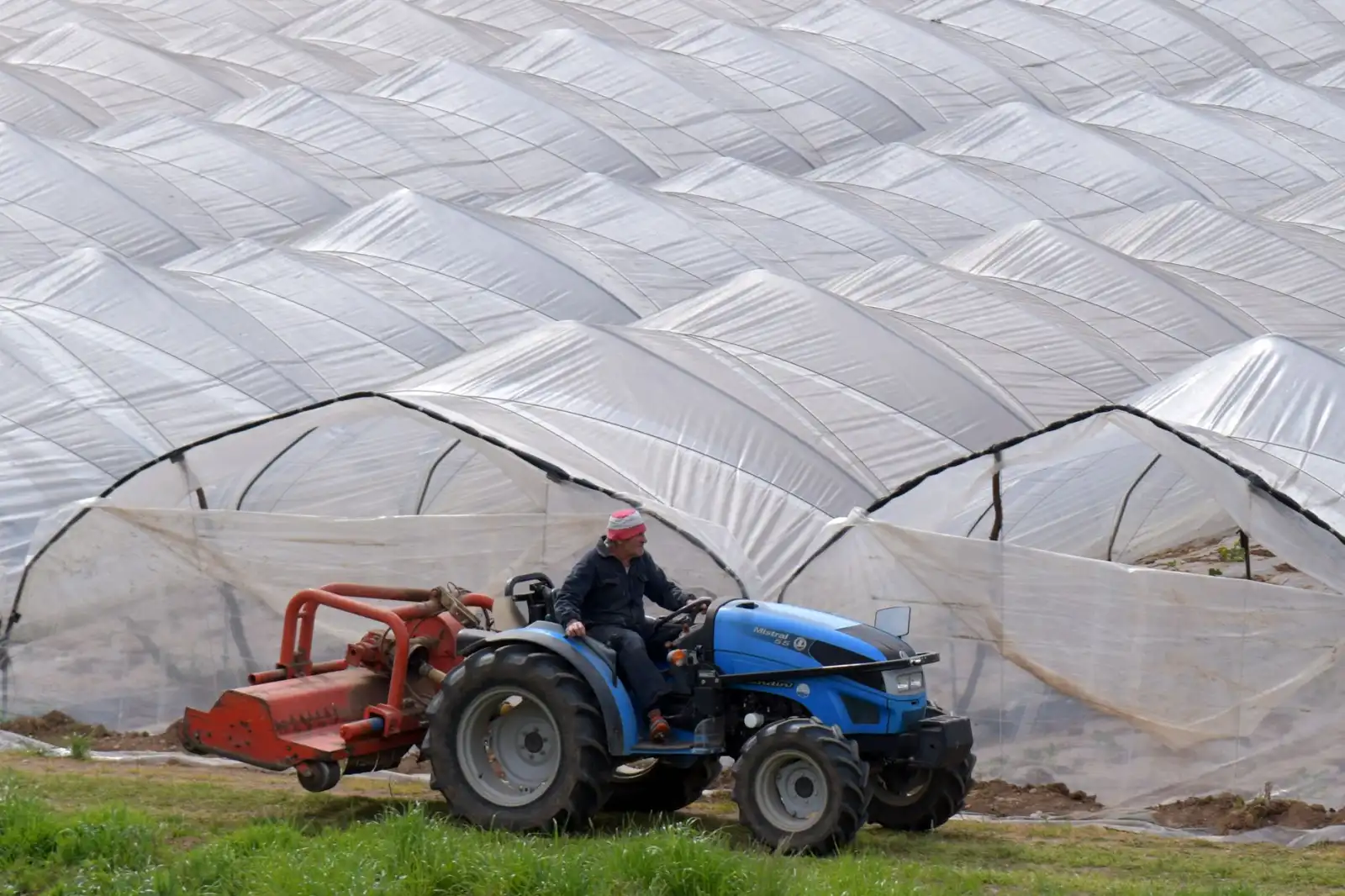 清远柠香有机种植方案：从土壤改良到品质提升的全流程解析