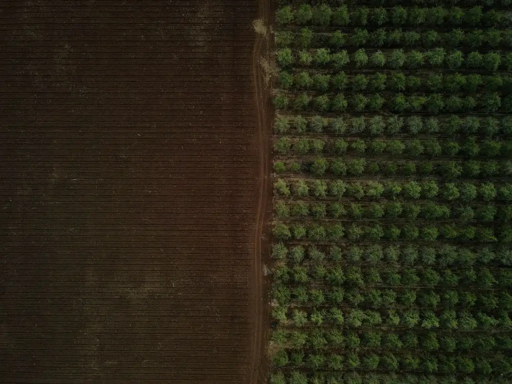 清远柠香农业科技有机种植技术在现代农业中的应用解析正文配图 1
