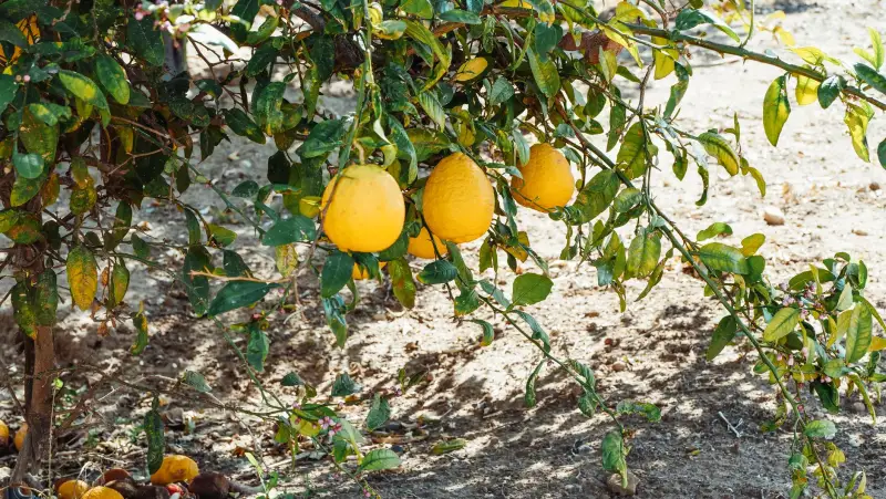 农业科技成果转化在清远特色农产品开发中的实践应用正文配图 1