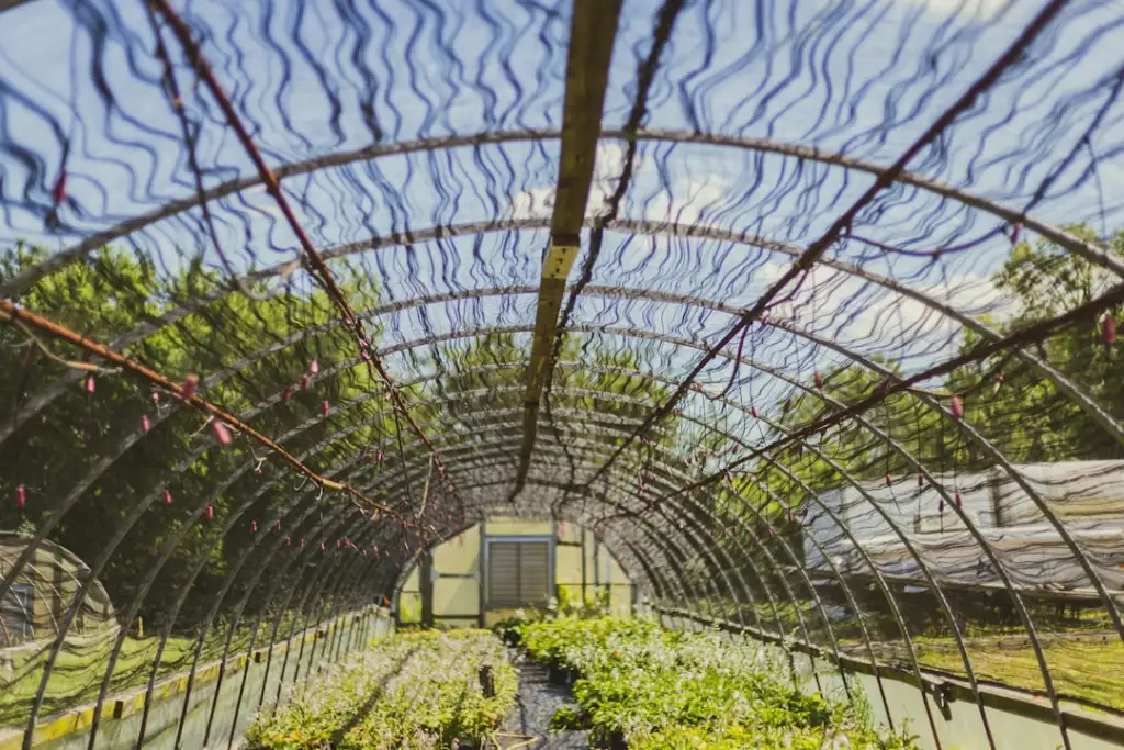 清远柠香农业科技有机种植技术体系及应用优势解析正文配图 2