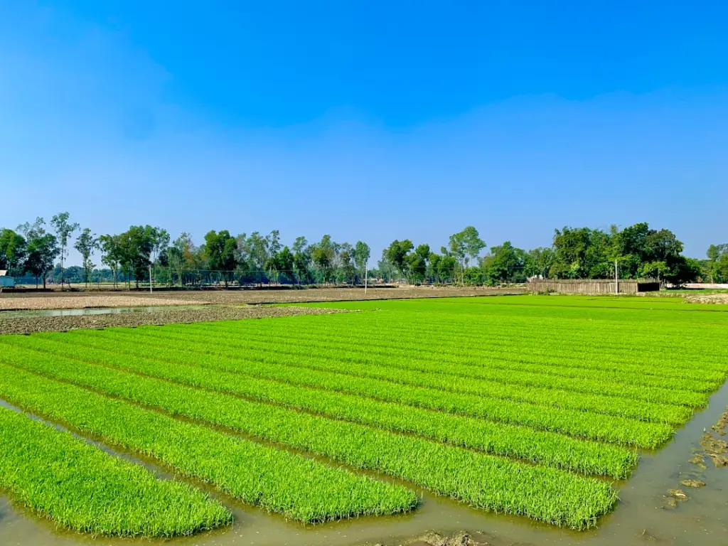清远有机农业种植技术要点及土壤改良方案解析正文配图 2