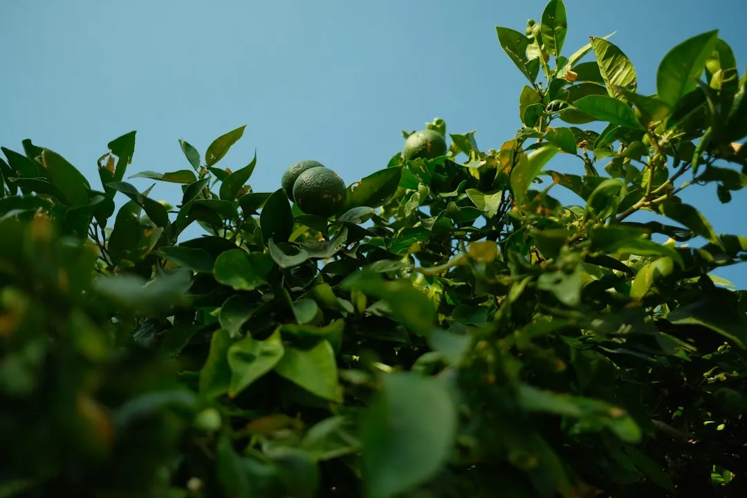 清远农业科技企业推动有机种植与农产品品质提升方案解析正文配图 2